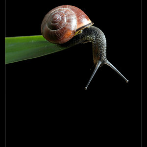 schnecke