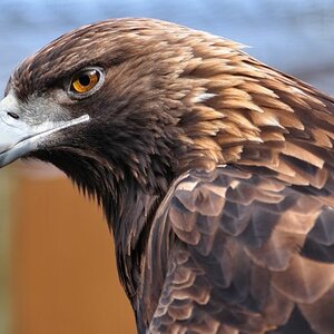 Adler im Wildlife-Park Kamloops