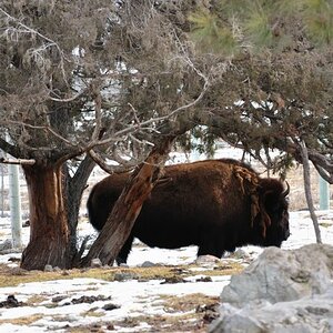 Bison im Wildlife-Park Kamloops