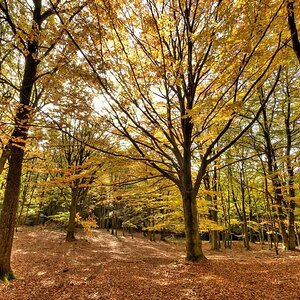 Herbstwald