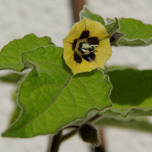Blüte der Andenbeere
