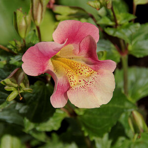 Gauklerblume Juni DxO
