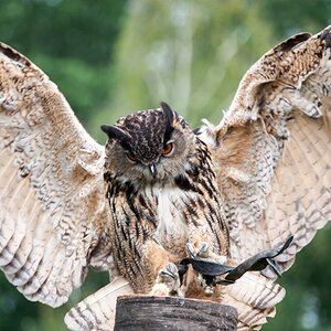 Uhu im Landeanflug