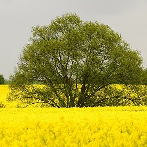 2014 06482