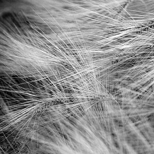 240800getreidesw
