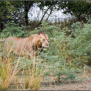 Sambia 1118
