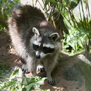 Wildpark Reken 1. Juni 2014
DSC7247