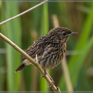 20140609 4380 [NIKON 1 V3] 400 mm,1 60 Sek. bei ƒ   5,6 2