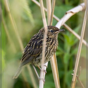 20140609 4352 [NIKON 1 V3] 400 mm,1 60 Sek. bei ƒ   5,6 2