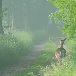 Damwild 2
