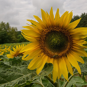 20140625 DSC3510 Sonnenblume mit Biene
