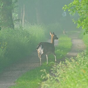 Damwild 3