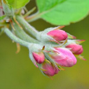 geschlossene Apfelblüten