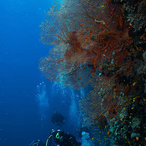 49