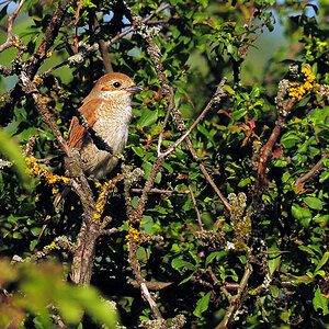 DSC 1320 neuntöter W 1000