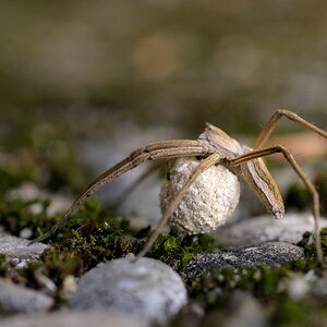 Spinne mit Kokon II