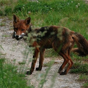 Fuchs beim morgendlichen Beutezug