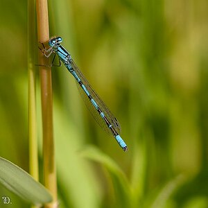 Libelle