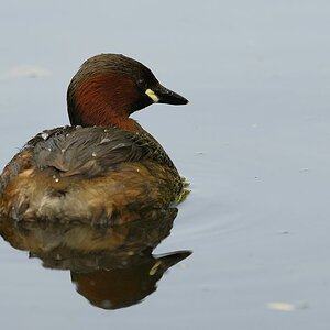 Zwergtaucher 2014 08677