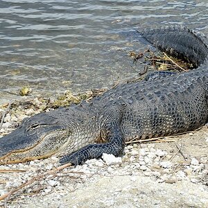 s360 Aligator