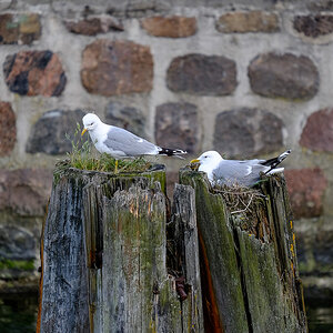 Mövennest 1