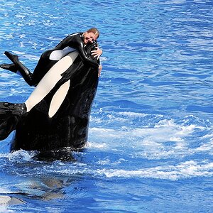 s650 SeaWorld Orka
