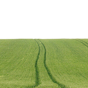 Feld
