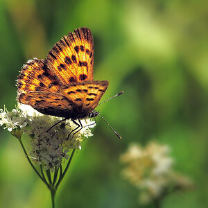 DSC 4862 Schmetterling 1000