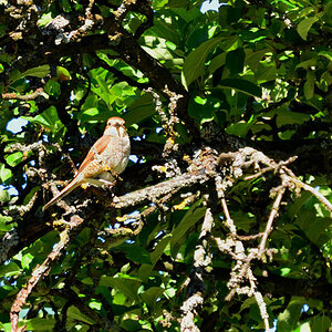 DSC 1689 khg