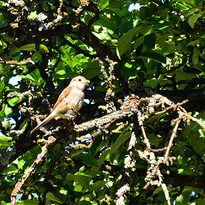 DSC 1690 khg