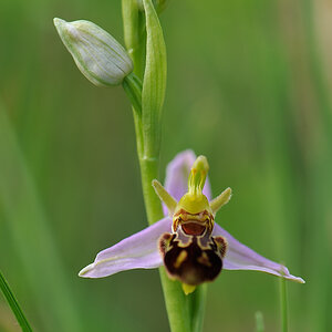 Bienenragwurz, Ophrys apifera (CRI)