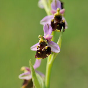 Hummelragwurz, Ophrys holoserica (CRI)