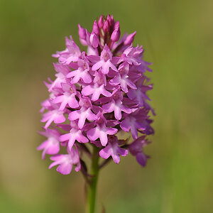 Pyramidenwurz, Anacamptis pyramidalis (CRI)