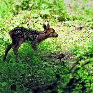DSC 1680 Bambi 1000