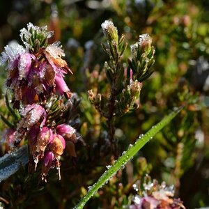 Alpenblume im Frost