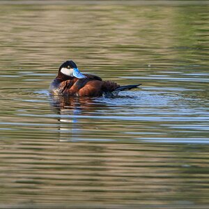 20140602 9295 [NIKON D7100] 850 mm,1 1000 Sek. bei ƒ   5,6
