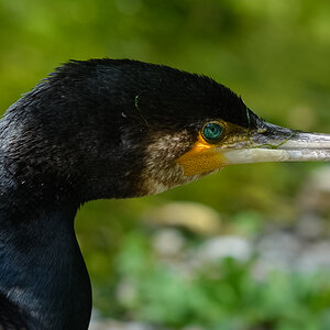 Kormoran