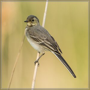 20140602 8907 [NIKON D7100] 600 mm,1 2000 Sek. bei ƒ   7,1