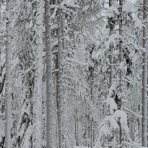s610 Wald 6317  1