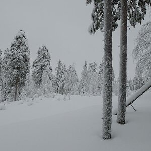 s610 Wald 6316  1