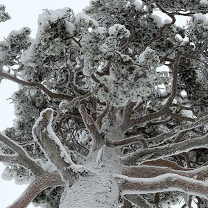 s616 Baum 6337  1