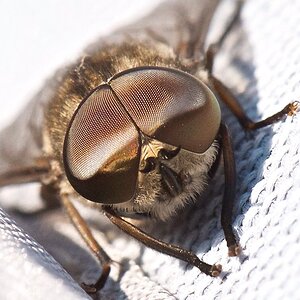 Fliege