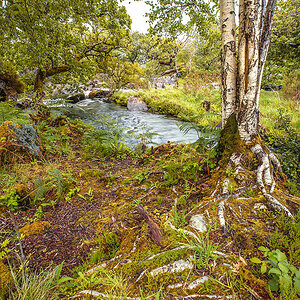 Killarney National Park - Birken an der Kirche kurz vor Ladies View