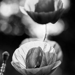mohn sw