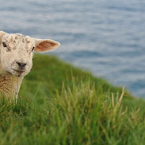 irland012