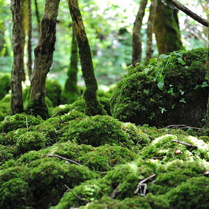 irland039