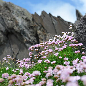 irland025