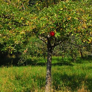 Evas Apfel aus dem Remstal.