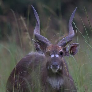 s1380 Sitatunga 2938  1