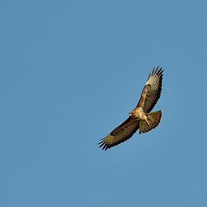 Mäusebussard 062014